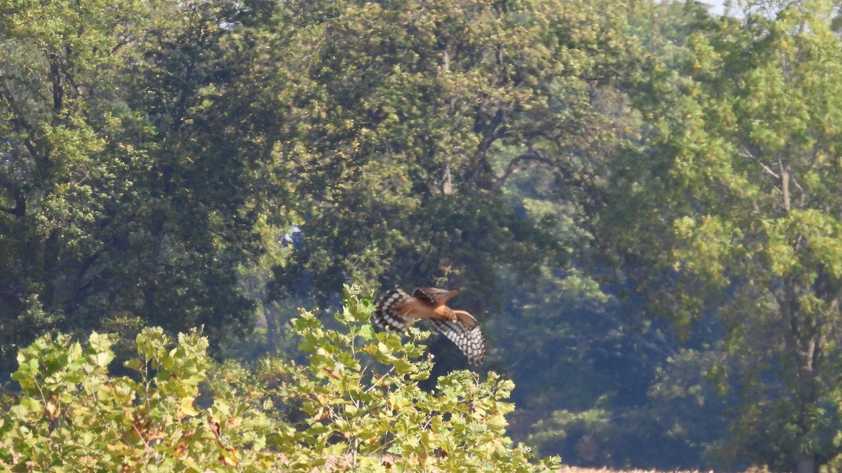 Northern Harrier - ML643455450