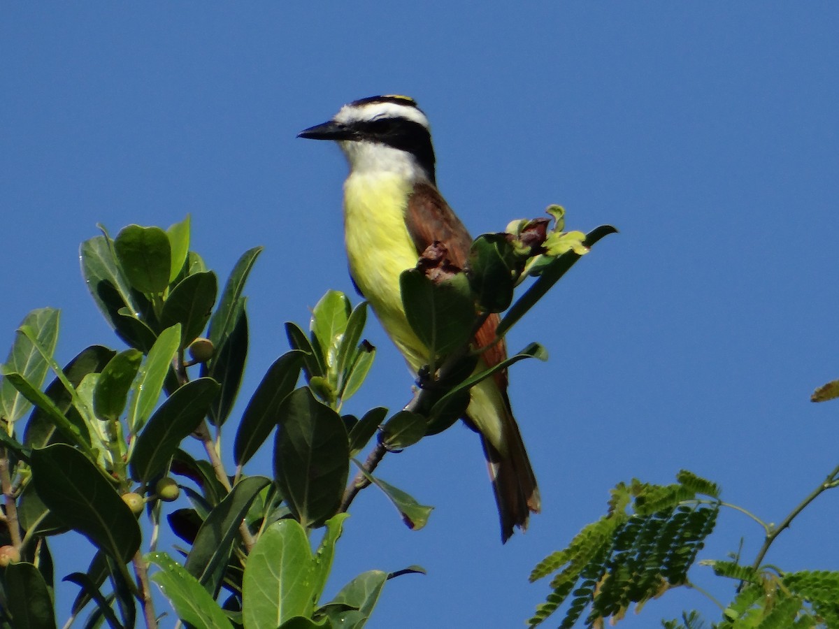 Great Kiskadee - ML643455451
