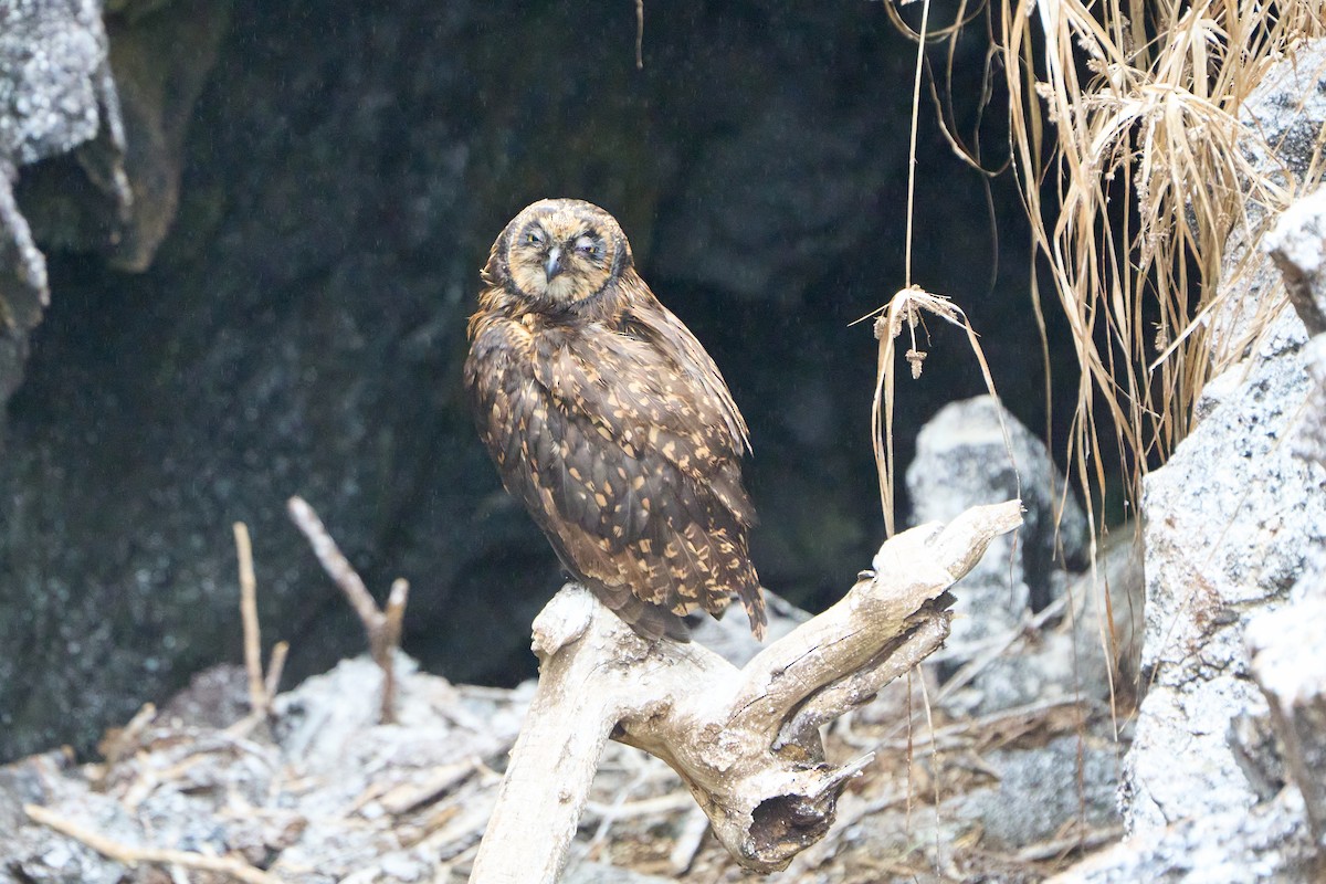 Short-eared Owl (Galapagos) - ML643455452