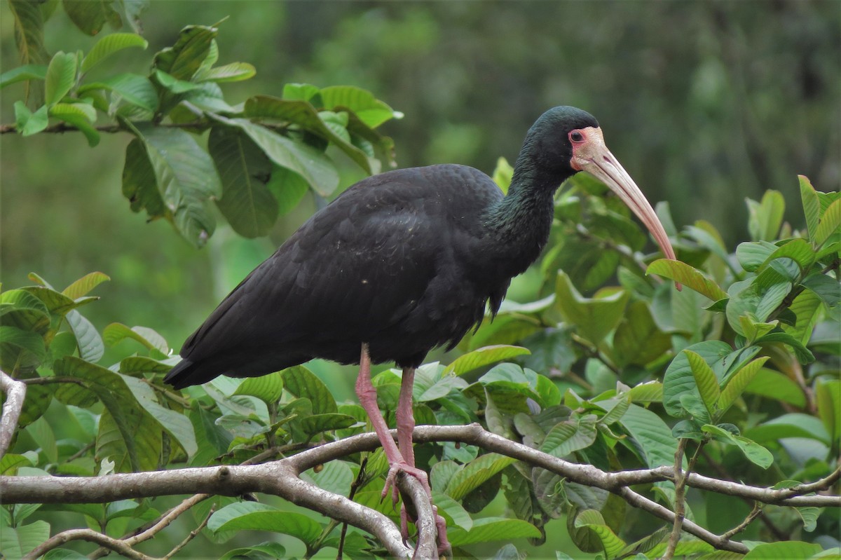 Bare-faced Ibis - ML643455453