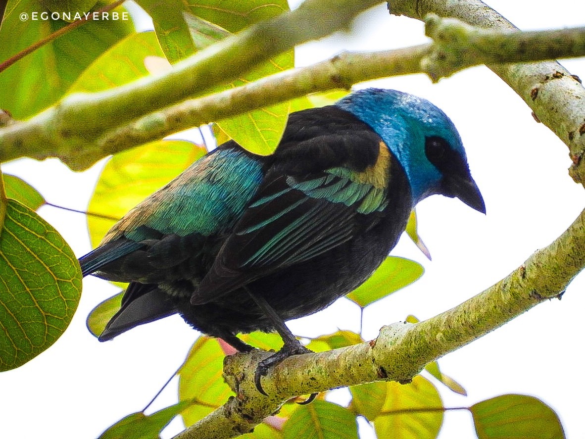Blue-necked Tanager - ML643455454