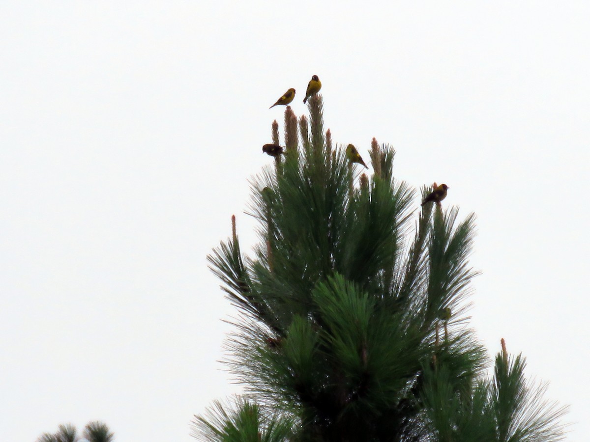 Black-headed Siskin - ML643455455
