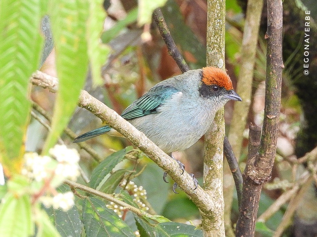 Scrub Tanager - ML643455456