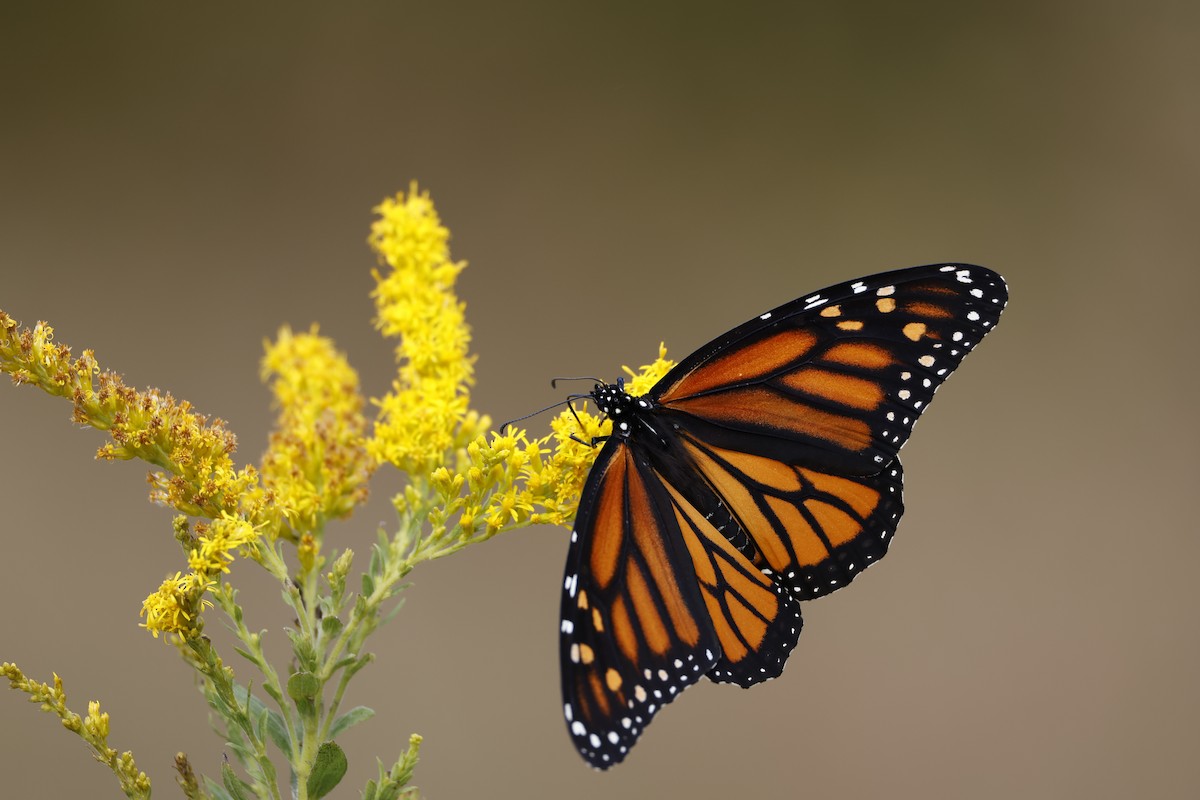 Animals - ML643455457