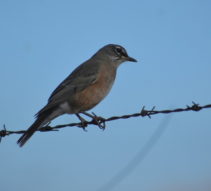 American Robin - ML643455458