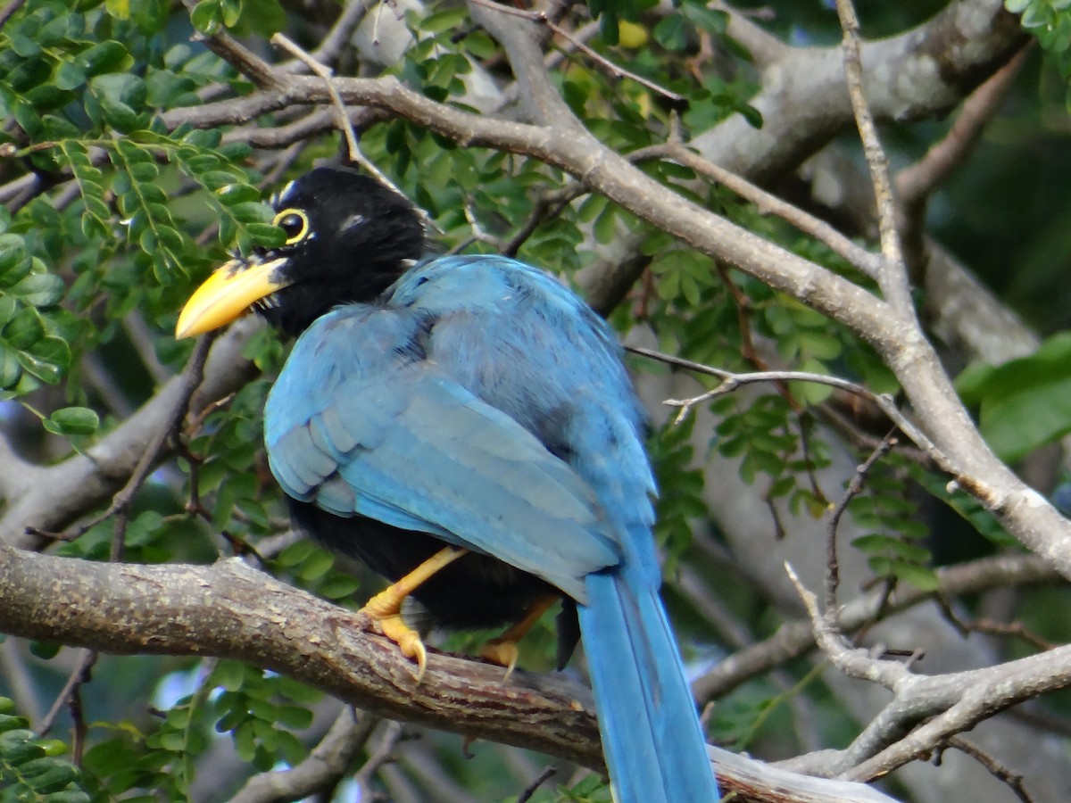 Yucatan Jay - ML643455459