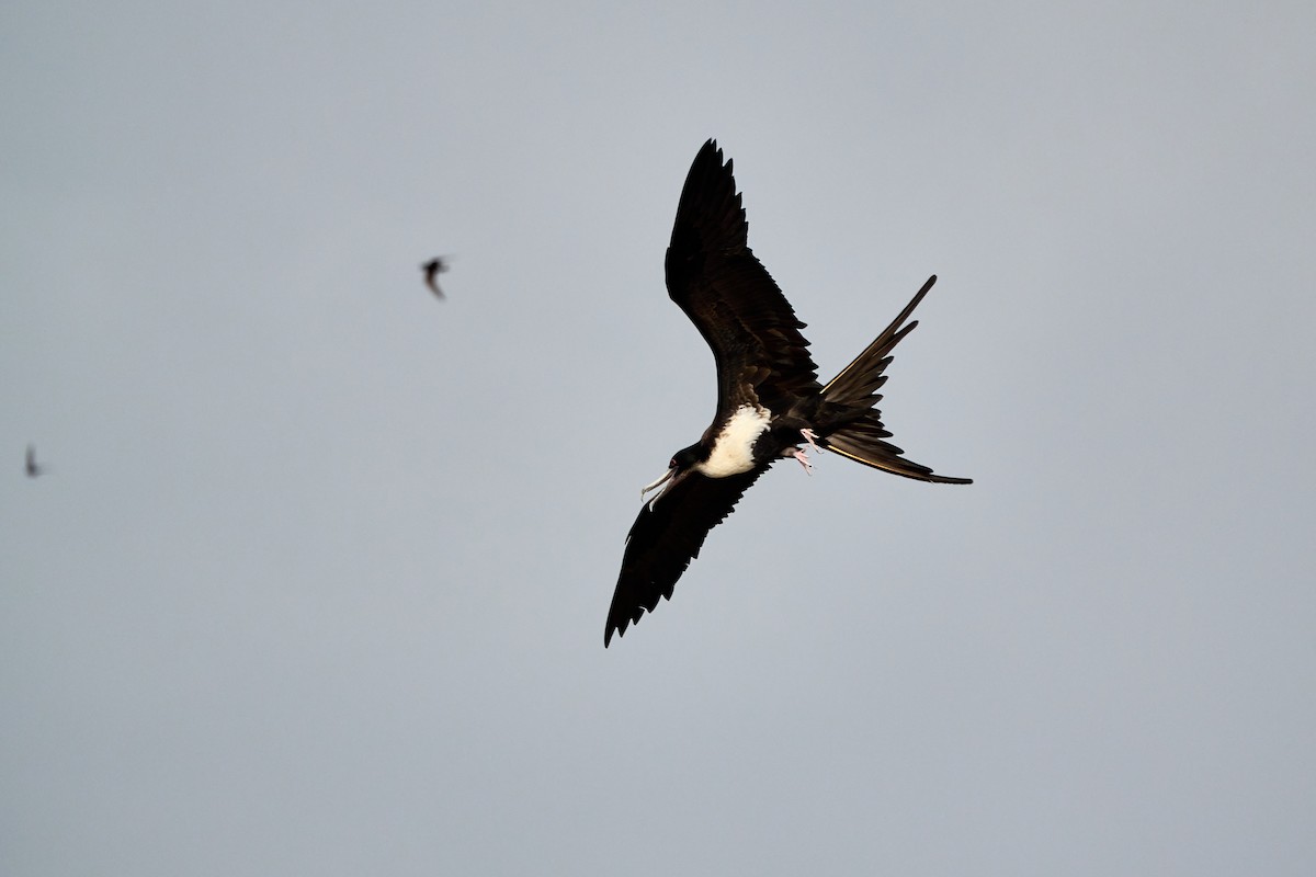 Great Frigatebird - ML643455460