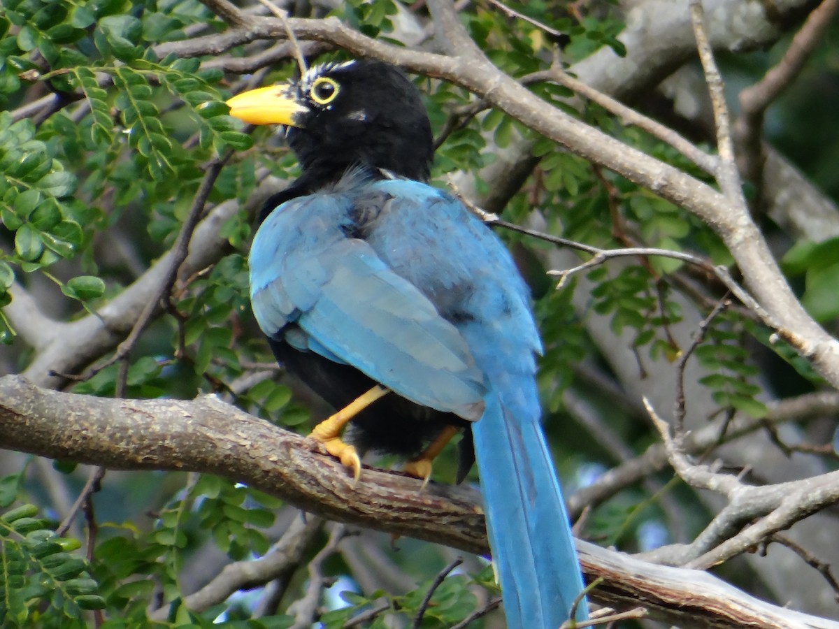 Yucatan Jay - ML643455462