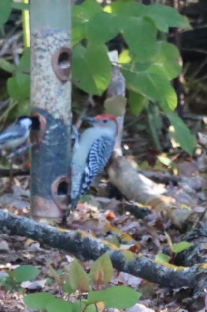 Red-bellied Woodpecker - ML643455467