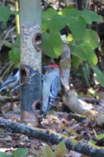 Red-bellied Woodpecker - ML643455469