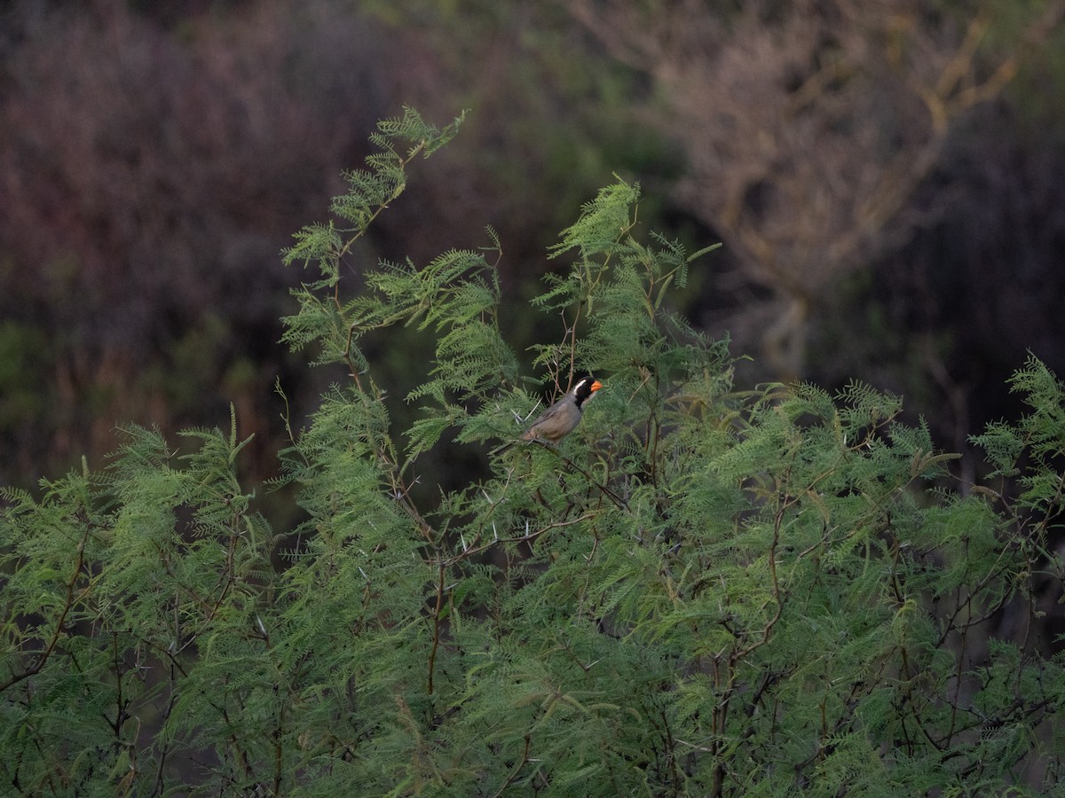 Golden-billed Saltator - ML643455475
