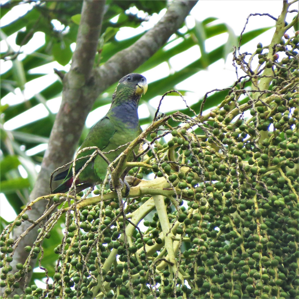 Scaly-headed Parrot - ML643455479