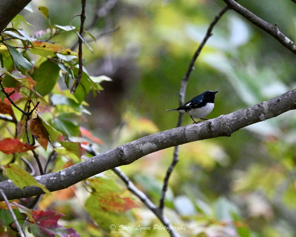 ノドグロルリアメリカムシクイ - ML643455485