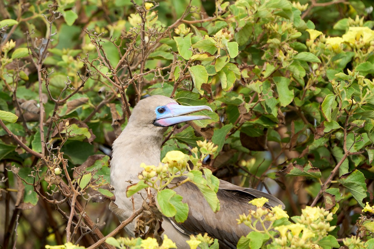 Red-footed Booby (Eastern Pacific) - ML643455486