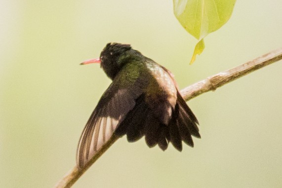 hvithakekolibri - ML643455488