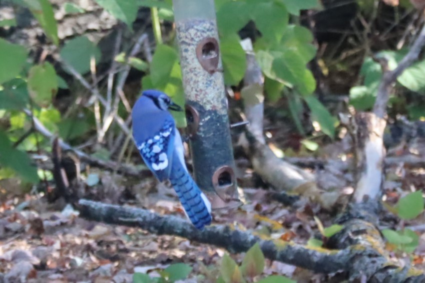 Blue Jay - ML643455490