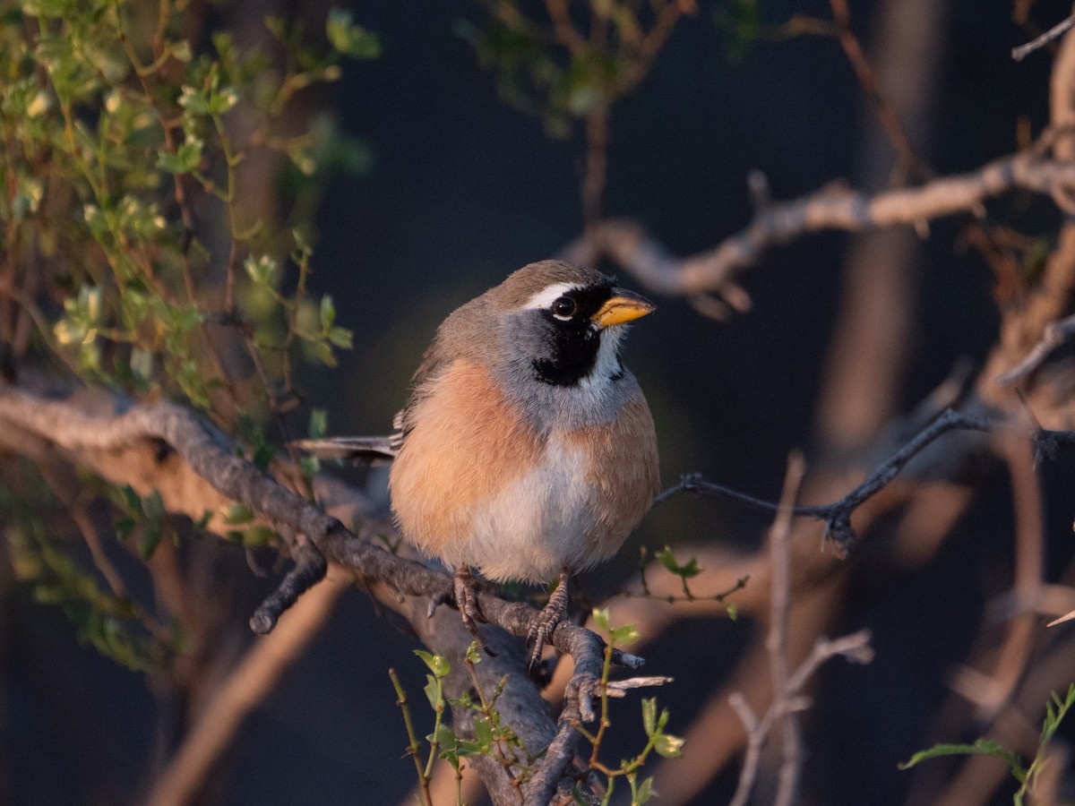 Saltator du Chaco - ML643455491