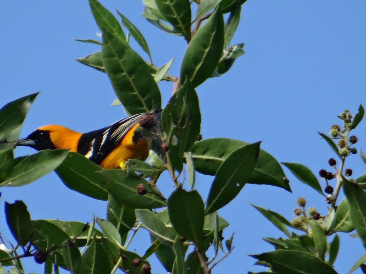 Hooded Oriole - ML643455493