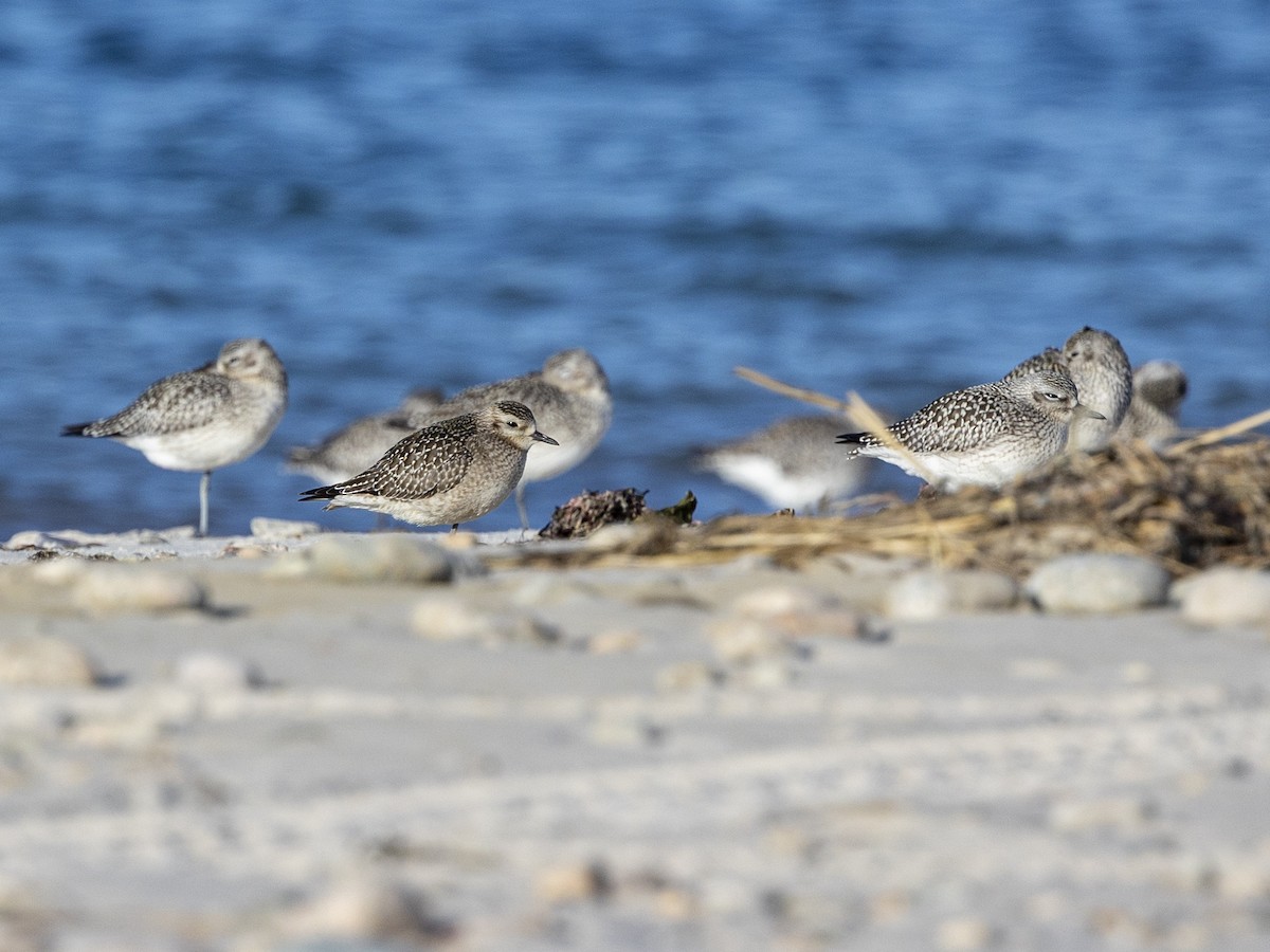 American Golden-Plover - ML643455495