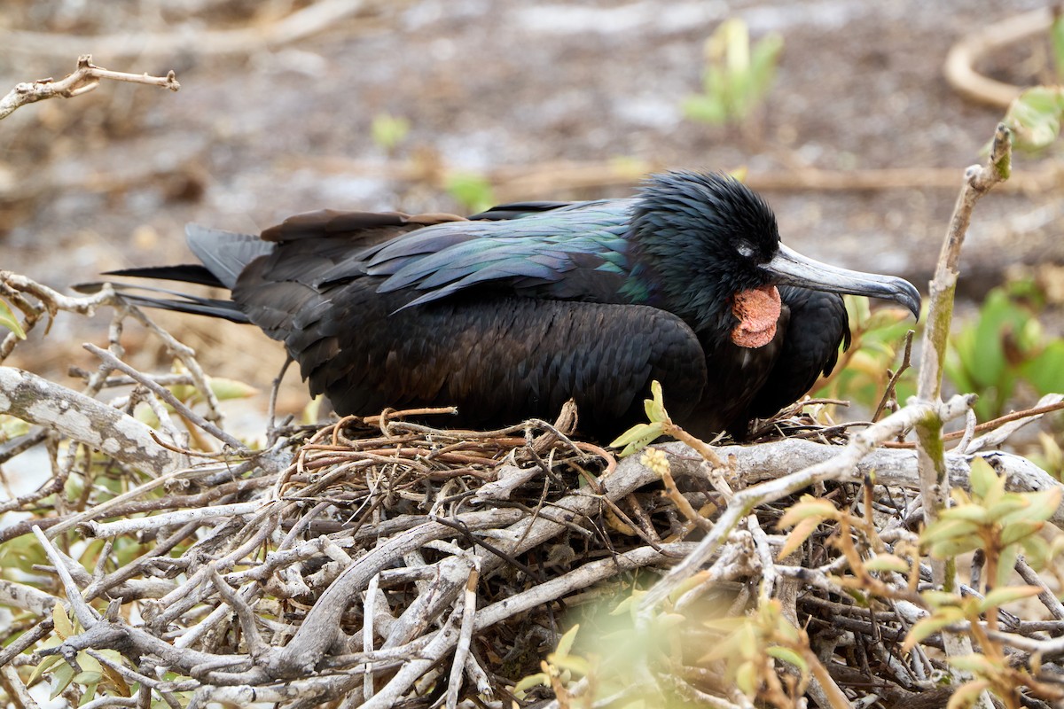 Great Frigatebird - ML643455496