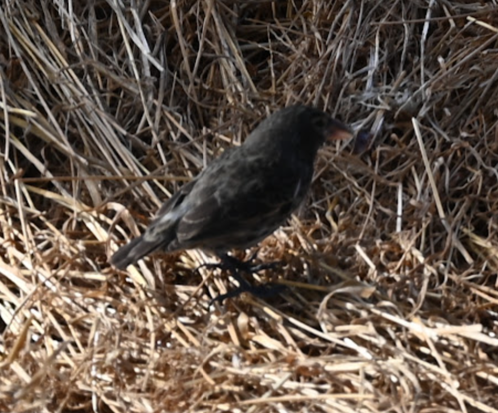Genovesa Cactus-Finch - ML643455499