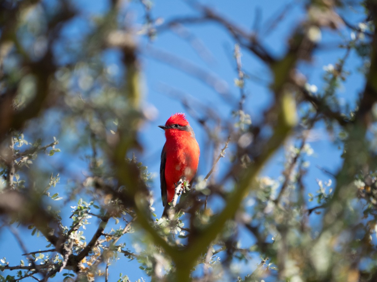 Vermilion Flycatcher - ML643455500