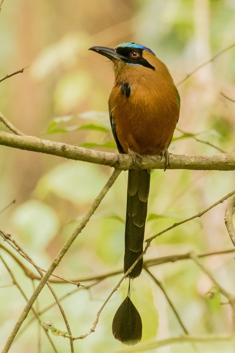 Whooping Motmot (Whooping) - ML643455505