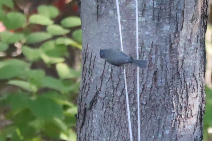Tufted Titmouse - ML643455508