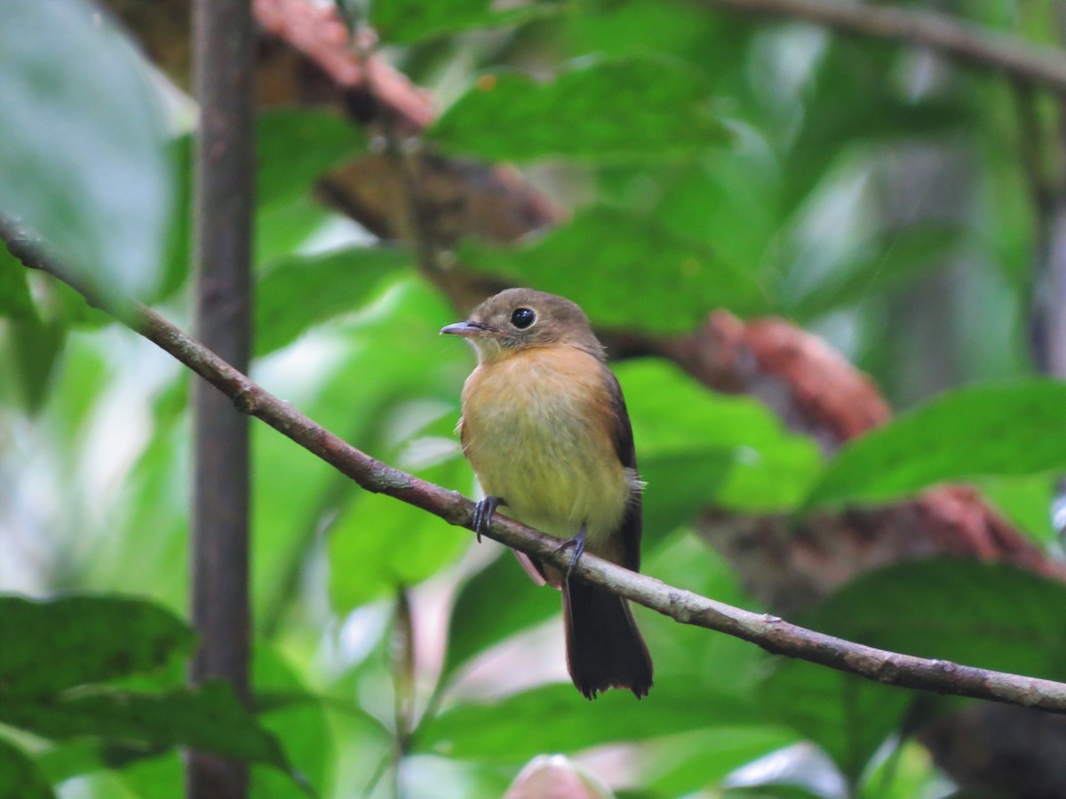 Whiskered Flycatcher - ML643455509