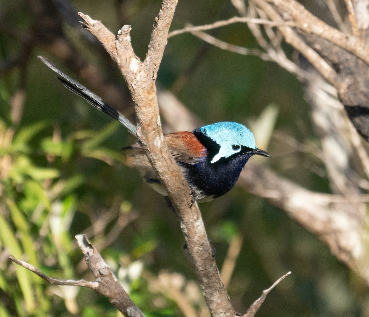 Red-winged Fairywren - ML643455511
