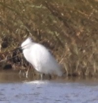 Snowy Egret - ML643455512