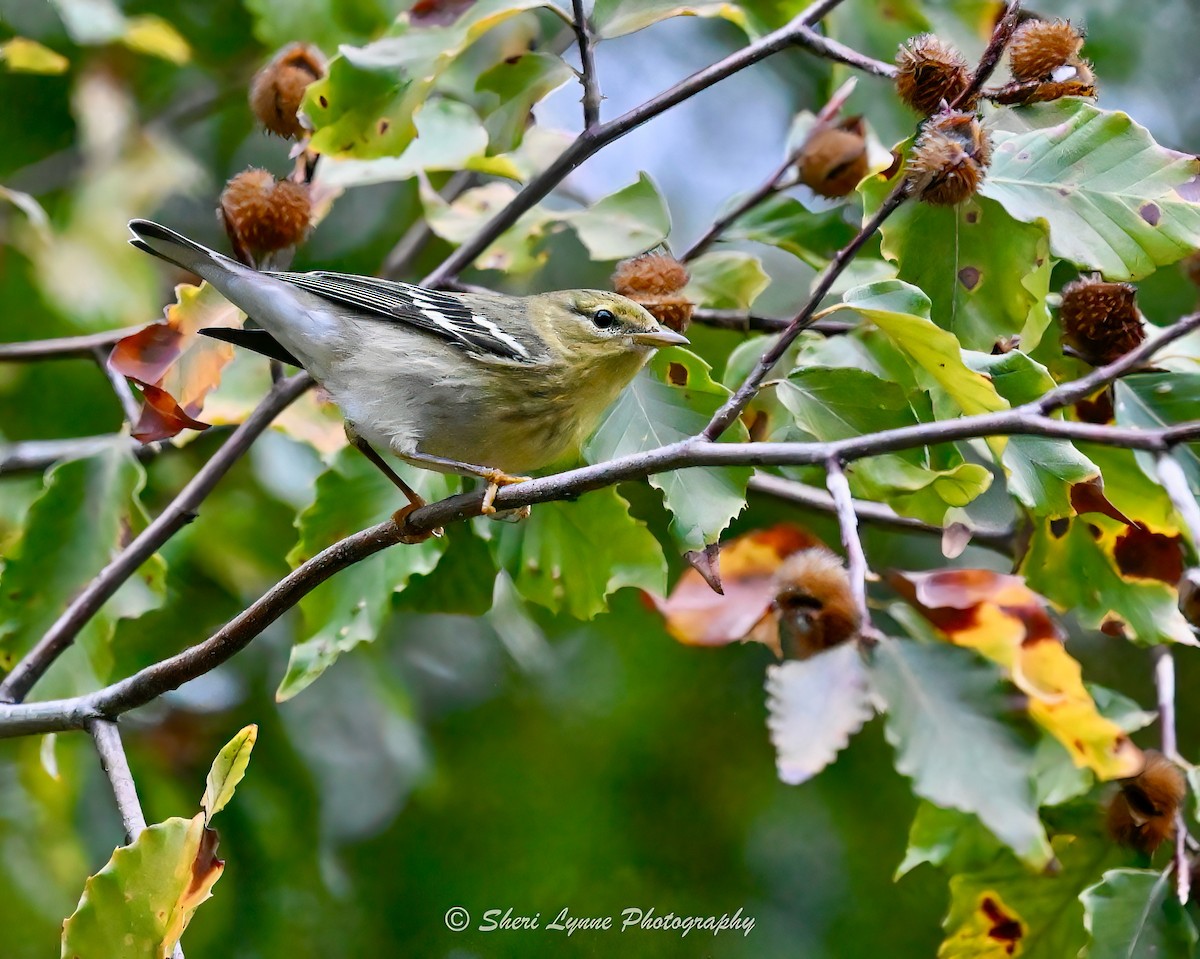 Blackpoll Warbler - ML643455513