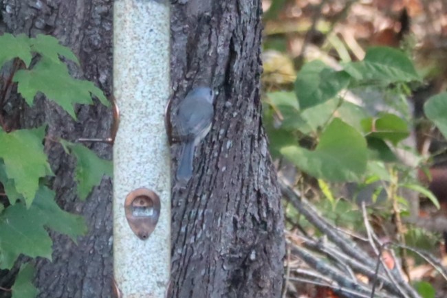 Tufted Titmouse - ML643455514