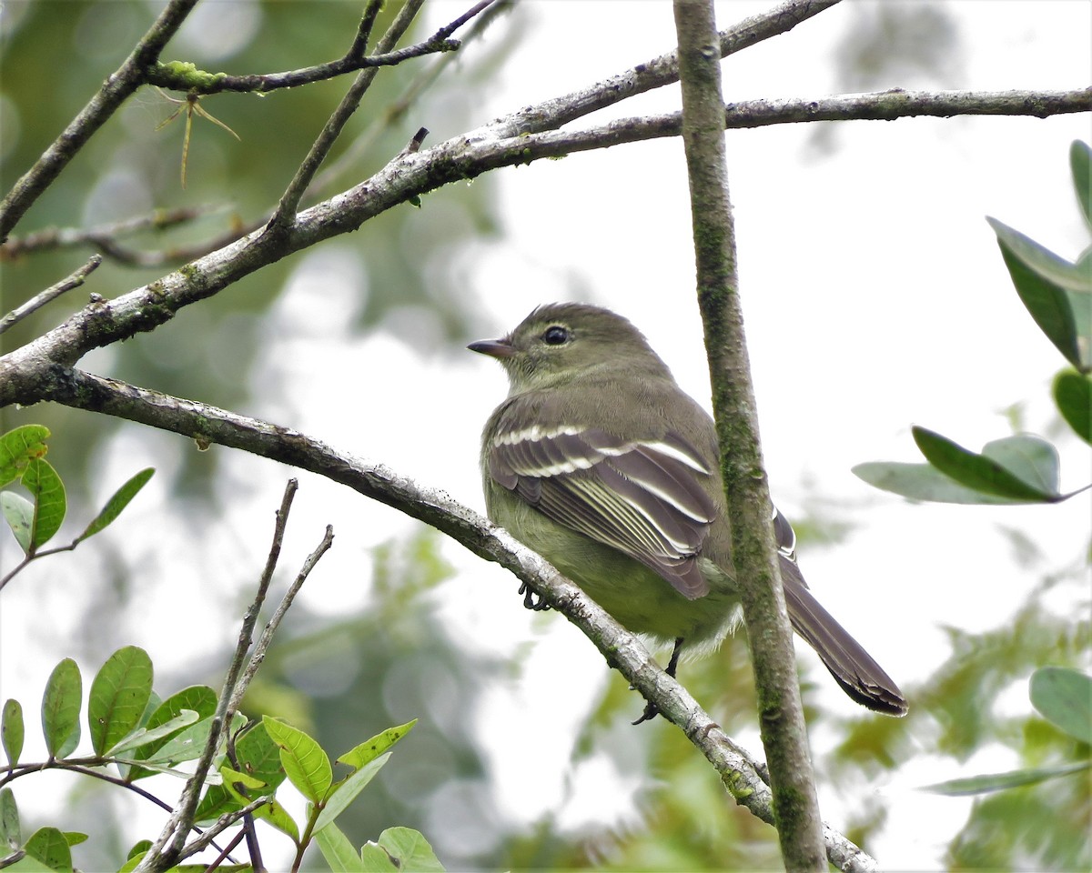 Small-headed Elaenia - ML643455517