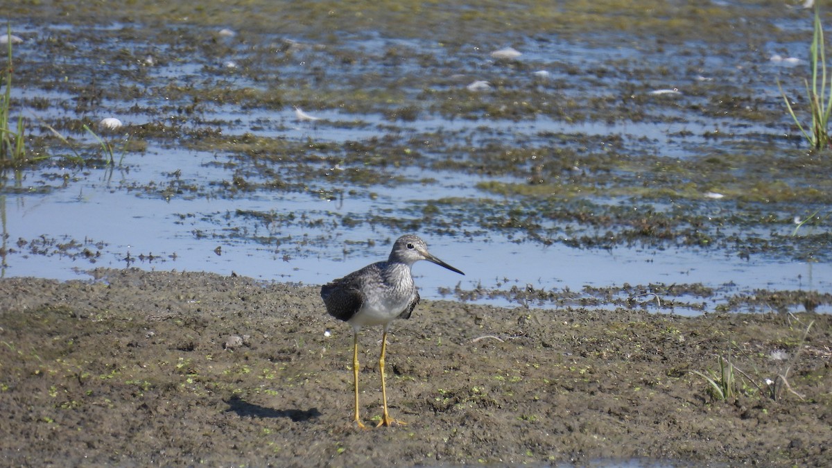 Greater Yellowlegs - ML643455518