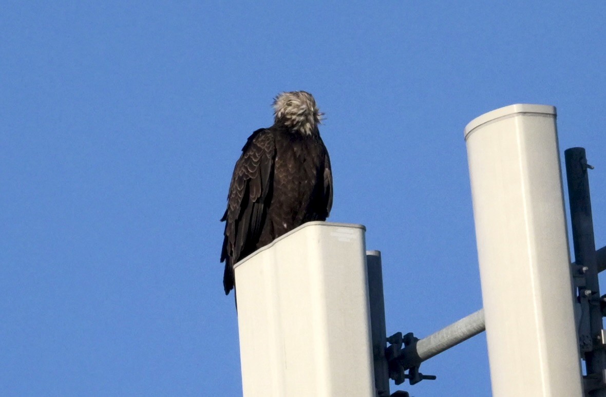 Bald Eagle - ML643455519