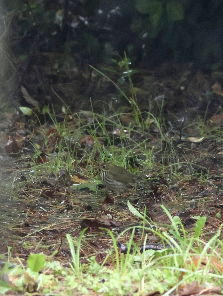 Ovenbird - ML643455522