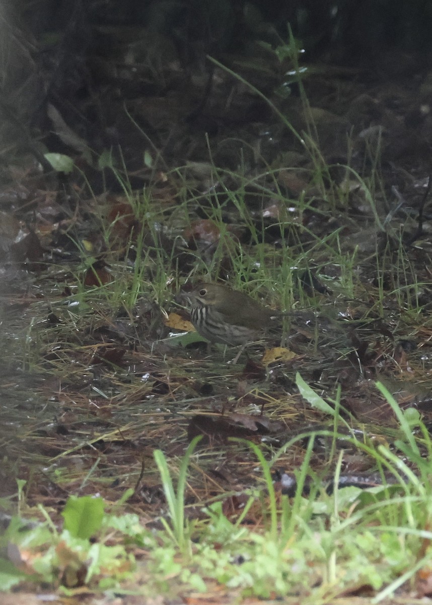 Ovenbird - ML643455523