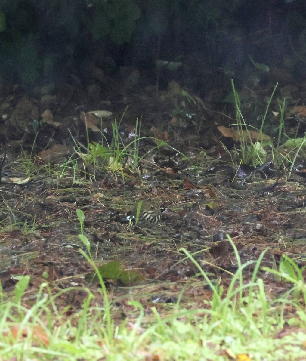 Ovenbird - ML643455524