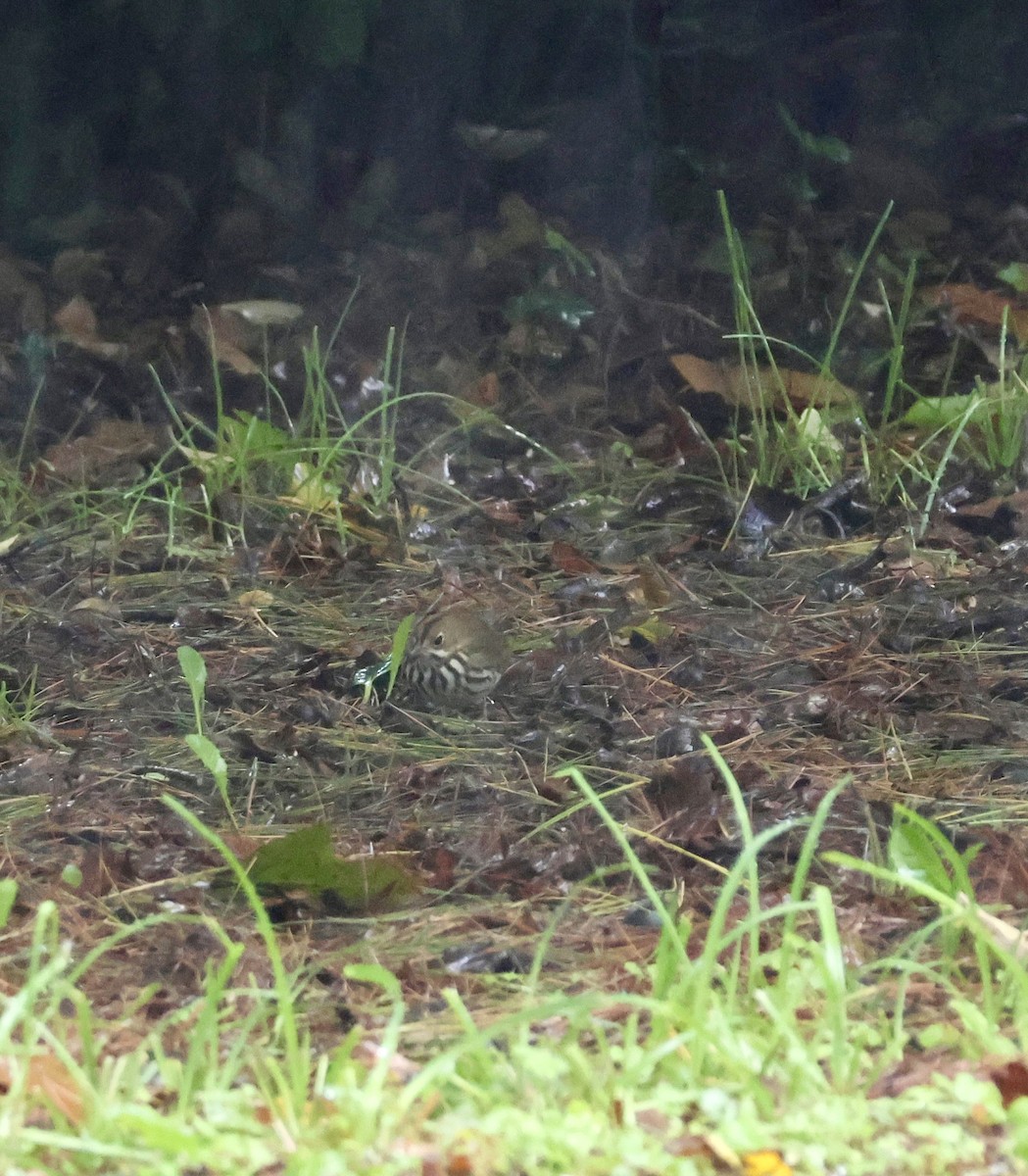 Ovenbird - ML643455525