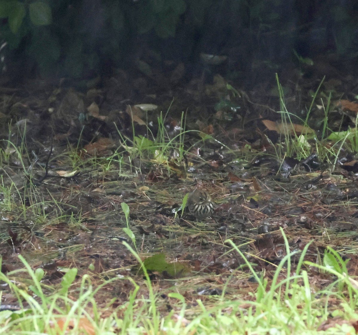 Ovenbird - ML643455526