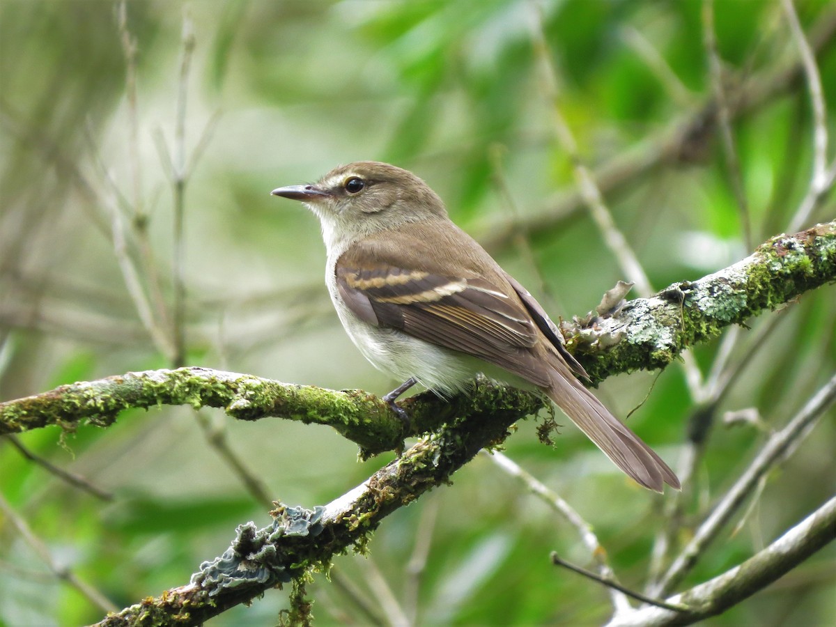 Fuscous Flycatcher - ML643455531