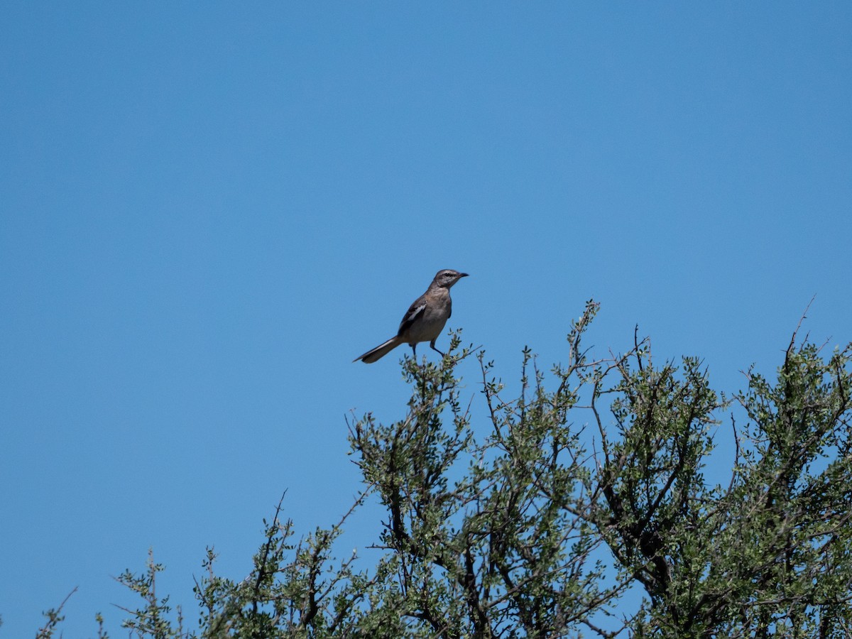 Patagonian Mockingbird - ML643455533
