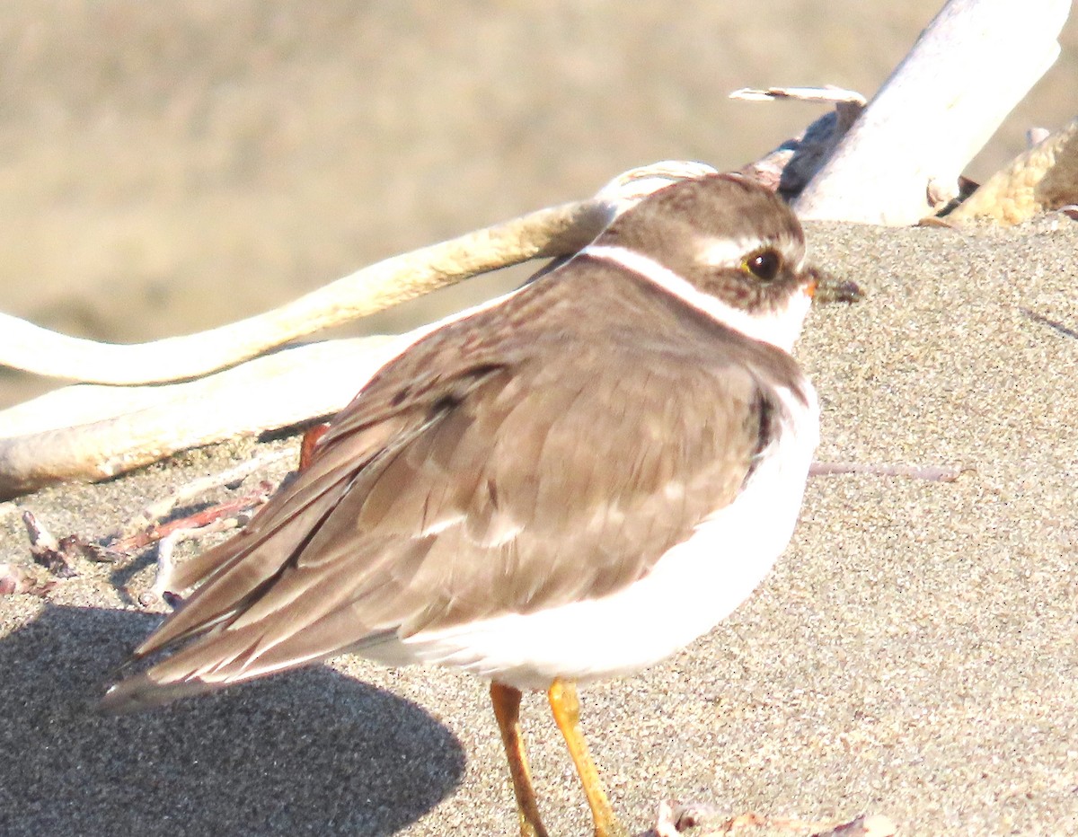 Semipalmated Plover - ML643455534
