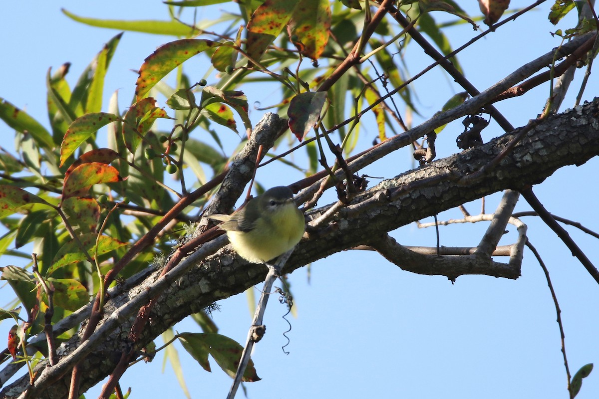 Tennessee Warbler - ML643455537