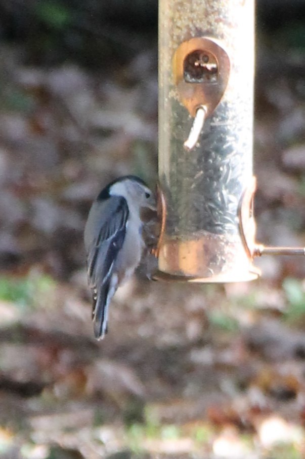 White-breasted Nuthatch - ML643455538