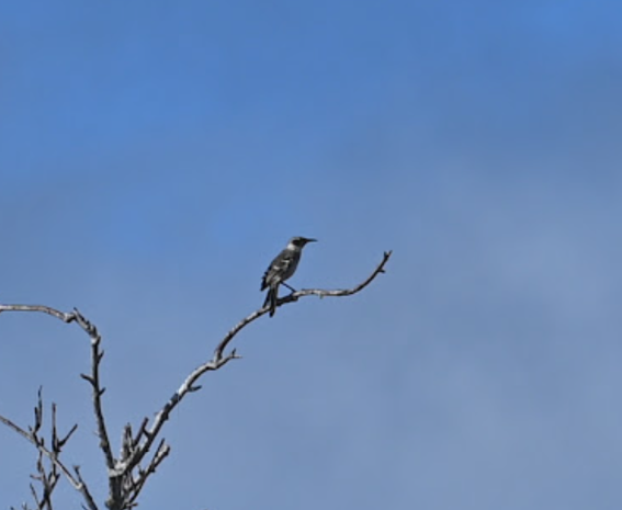 Galapagos Mockingbird - ML643455539