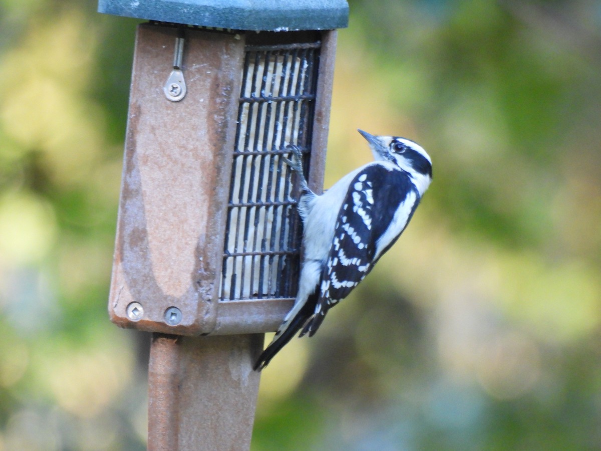 Downy Woodpecker - ML643455551