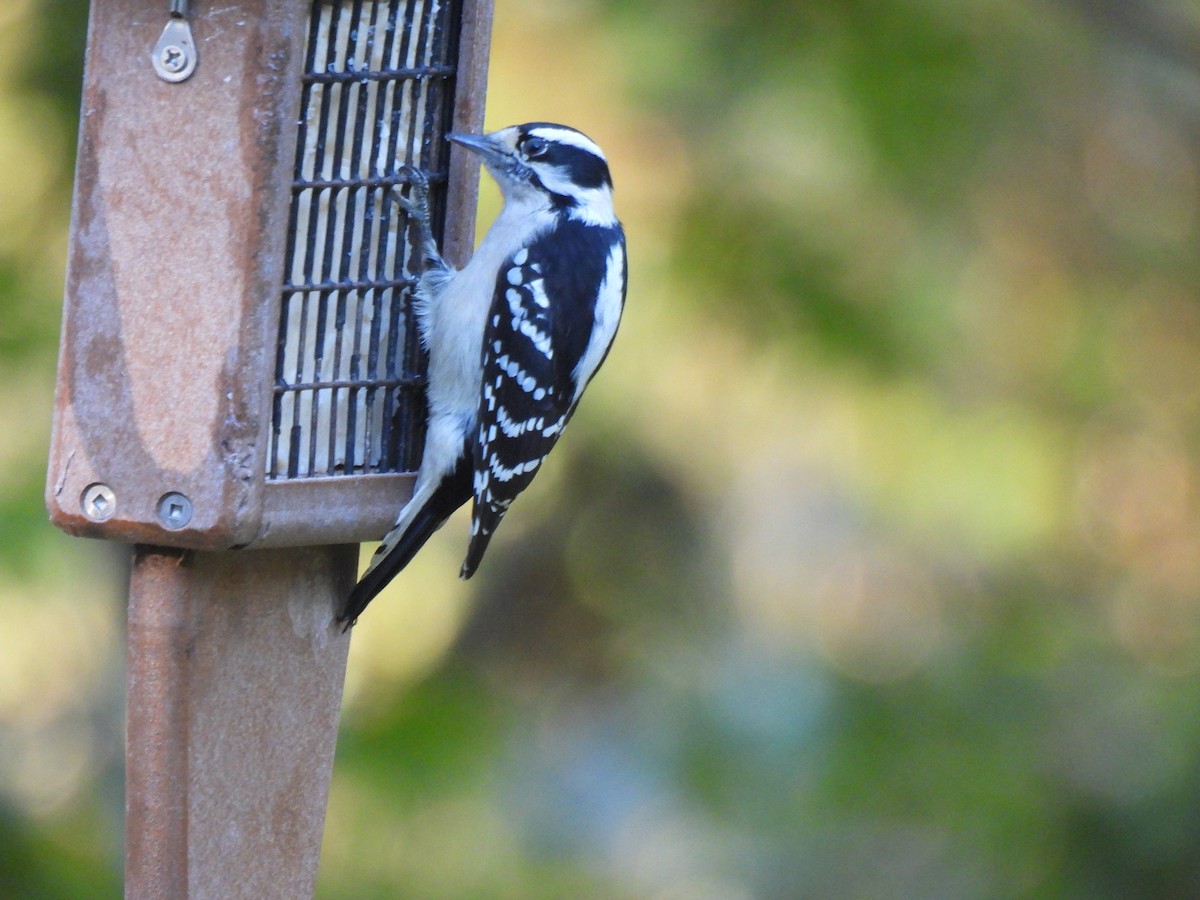 Downy Woodpecker - ML643455552