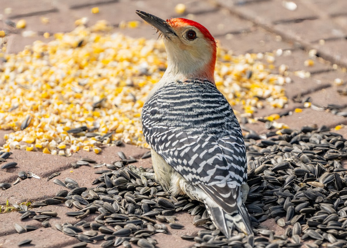 Red-bellied Woodpecker - ML643455565